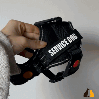 Custom No-Pull Dog Harness – Adjustable, Premium Quality for Small & Large Dogs