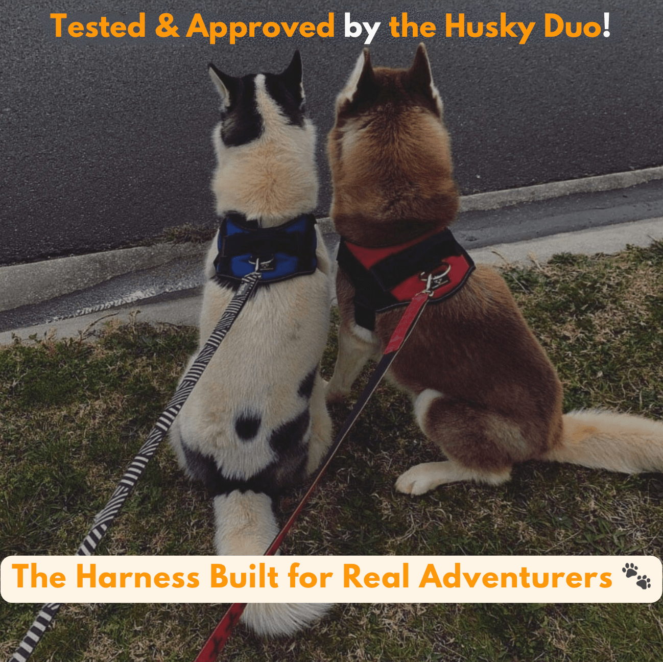 Custom No-Pull Dog Harness – Adjustable, Premium Quality for Small & Large Dogs