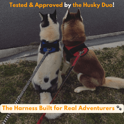 Custom No-Pull Dog Harness – Adjustable, Premium Quality for Small & Large Dogs